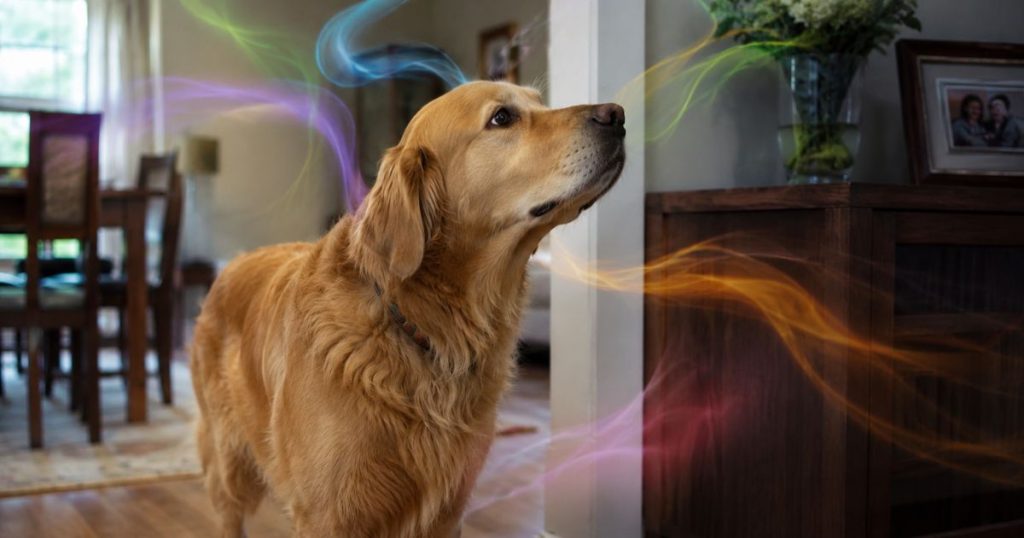 Perro captando olores en casa