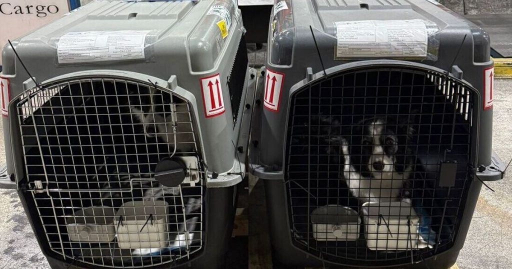 Transportadora reubicación de mascotas